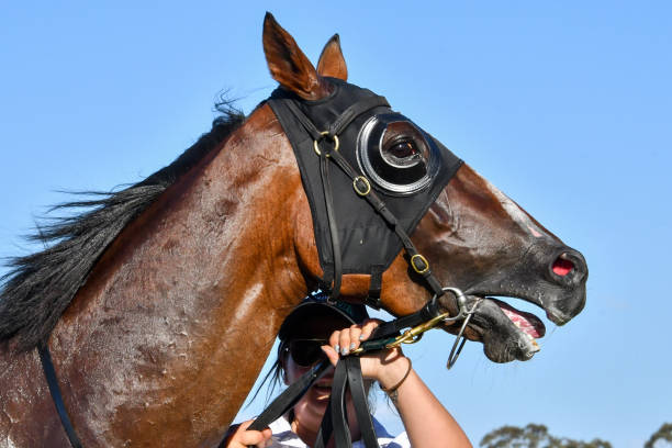 篮板维护与保养：延长篮球设备使用寿命的秘诀