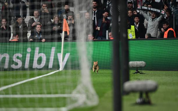 球迷热议：德甲和法甲，究竟哪个联赛水平更高？